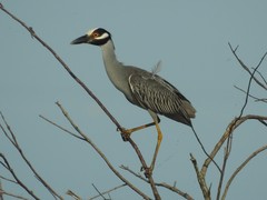 Nyctanassa violacea violacea