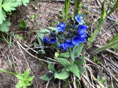 Pulmonaria australis