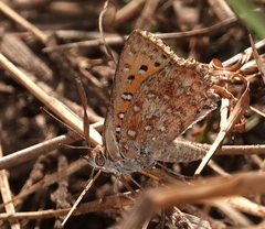 Aloeides damarensis