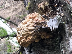 Laetiporus montanus