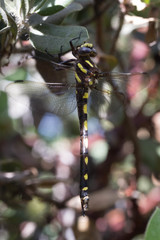 Cordulegaster dorsalis