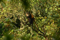 Cercopithecus mitis kandti
