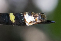 Cordulegaster dorsalis