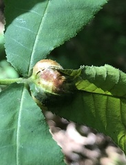 Phylloxera caryaemagna