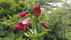 Lilium grayi