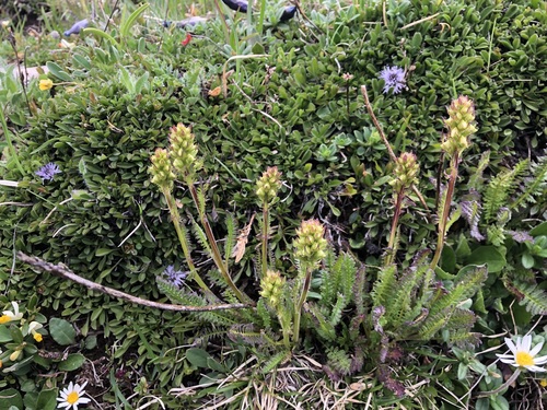 Image of Ascending Lousewort by (c) Jason Grant, some rights reserved (CC BY)