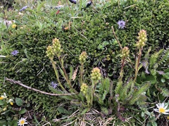 Pedicularis ascendens