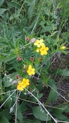 Lithospermum caroliniense