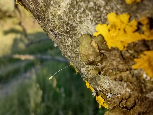 Mrežokrilci (Neuroptera)