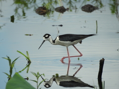 Himantopus mexicanus mexicanus