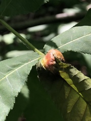 Phylloxera caryaemagna