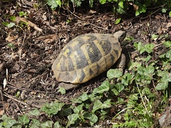 Testudo hermanni
