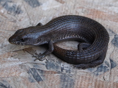 Elgaria coerulea coerulea