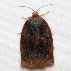 Archips infumatana
