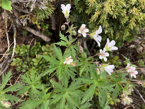 Image of Geranium rivulare by (c) Jason Grant, some rights reserved (CC BY)