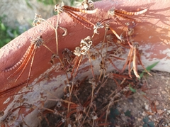 Lotus ornithopodioides