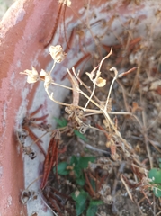 Lotus ornithopodioides