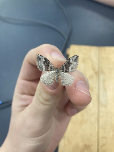 Xanthorhoe defensaria