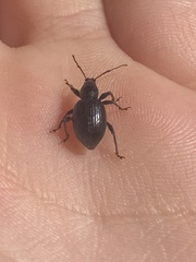 Otiorhynchus meridionalis