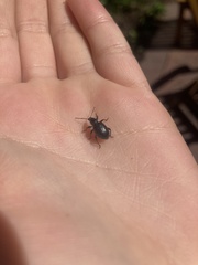 Otiorhynchus meridionalis