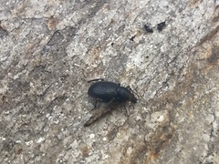 Otiorhynchus meridionalis