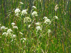 Cicuta maculata bolanderi