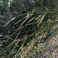 Andropogon distachyos