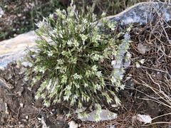 Minuartia rostrata