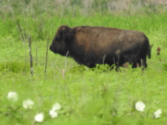 Bison bison image