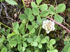 Trifolium thalii