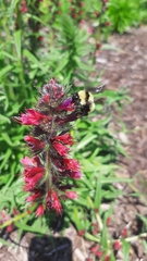 Bombus fervidus