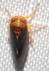 Oncopsis sobria