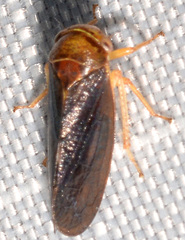 Oncopsis sobria