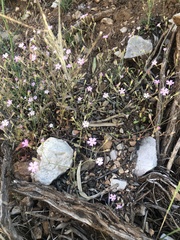 Silene laconica