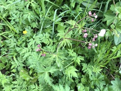 Ranunculus platanifolius