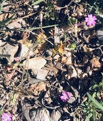 Silene laconica