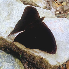 Corades medeba columbina