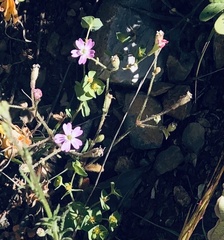 Silene laconica