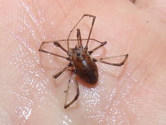 Hadrobunus maculosus