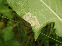 Liriomyza taraxaci