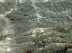 Gnatholepis anjerensis