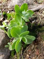 Hylotelephium spectabile