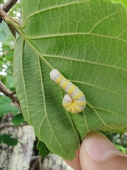 Pyreferra hesperidago