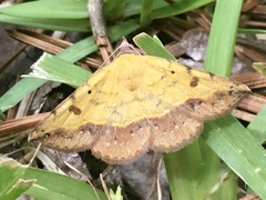 Hemeroplanis scopulepes