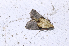 Cacozelia elegans