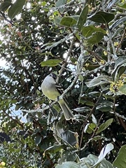 Mecocerculus leucophrys