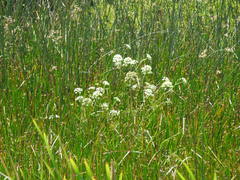Cicuta maculata bolanderi