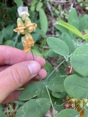 Lathyrus sulphureus