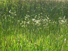 Cicuta maculata bolanderi