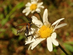 Stenurella melanura